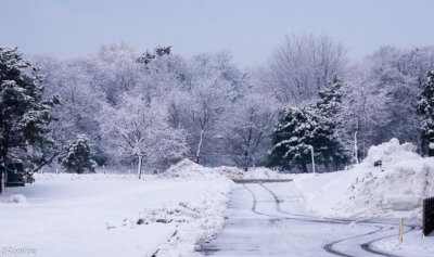 Snow on Trees