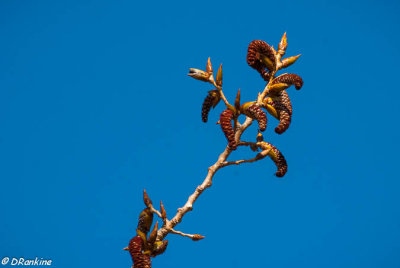 New Growth