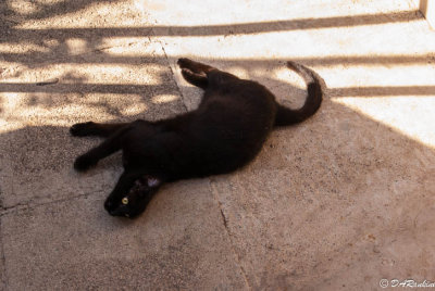 The Backyard Cat