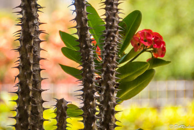 Crown of Thorns