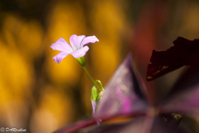 Purple Clover in Pot