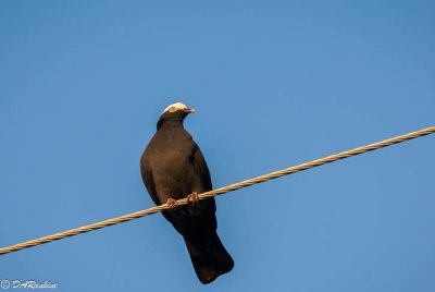 Baldpate On Wire