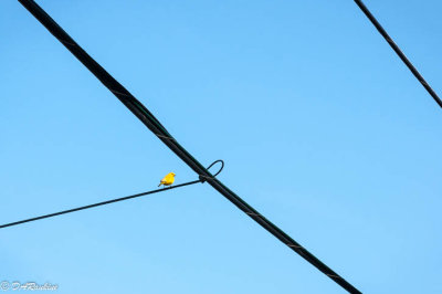 Saffron Finches on Wire