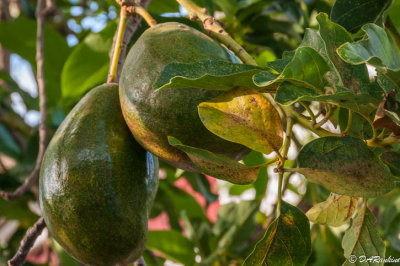 Avocados