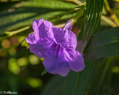 Mexican Bluebell
