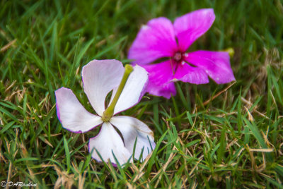 Petals - Ram Goat Roses