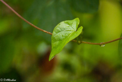 Morning Glory Vine
