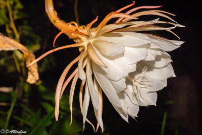 Queen of the Night