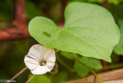 Morning Glory