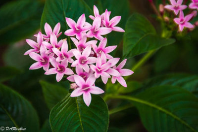 Pentas
