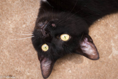 The Backyard Cat