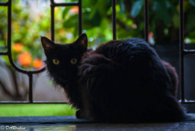 The House Cat