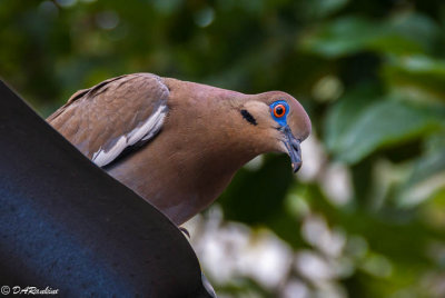White-winged Dove on Roof