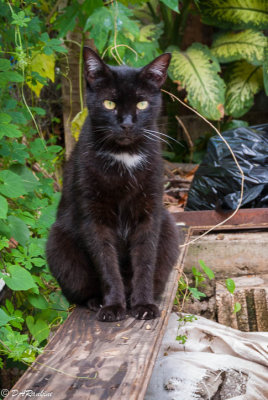 The Backyard Cat
