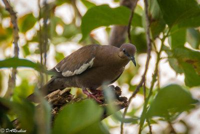 White-winged Dove in Pear Tree