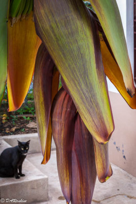 Black Cat 