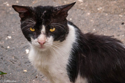 Jean's Stray