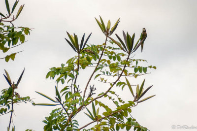 Olive-troated Parakeet