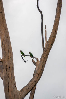 Yellow-bill Parrots