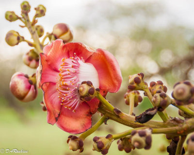 Flower of the Cannonball Tree