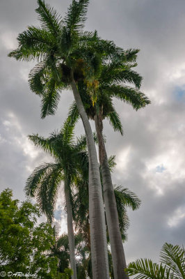 Royal Palms