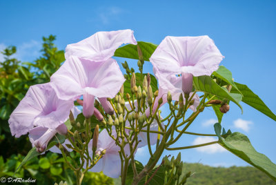Morning Glory