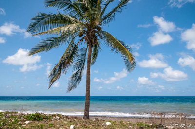 Coconut
