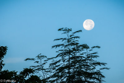 The Setting Moon