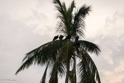 Three Crows