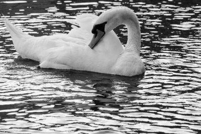 Swan and Ripples