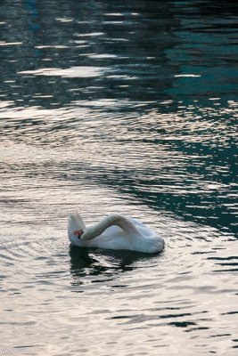 Swan At Evening Time