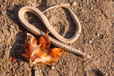 Snake in Autumn Sun