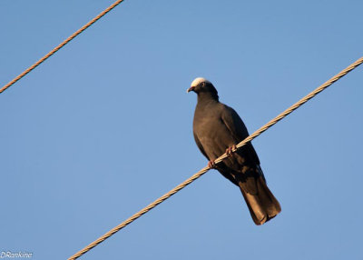 Baldpate Dove