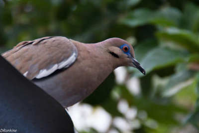 Whitewing Dove