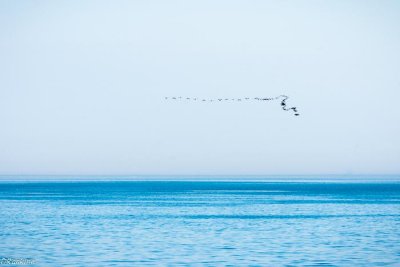 Comorants Above the Lake