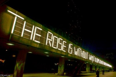 The Rose Without Why...