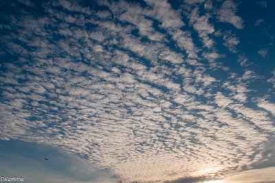Gull and Clouds