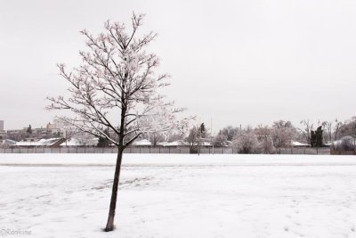 Lone Tree in Ice Storm