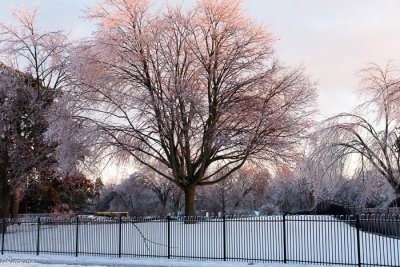 Tree After Ice Storm