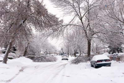 Snow on Trees