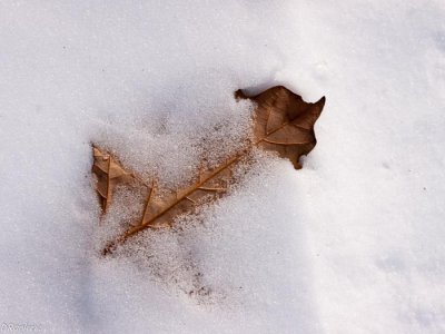 Oak Leaf in Snow 