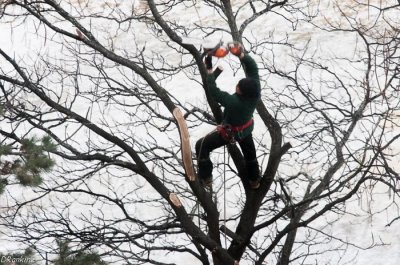 Saving the Catalpa Tree
