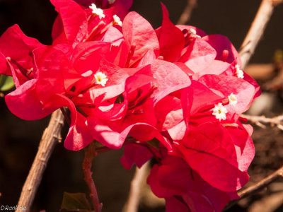 Bouganvilla in Sunlight