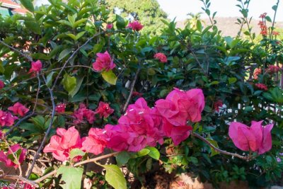 Potted bouganvilla by the hedging