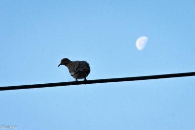 Whitewing and Moon