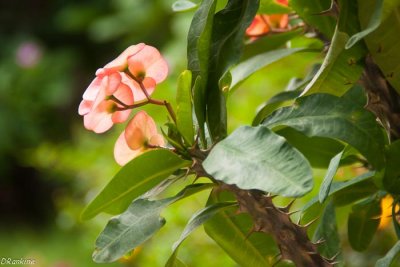 Crown of Thorns