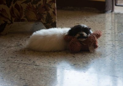 Chico
