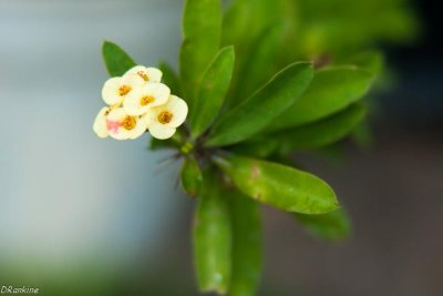 Crown of Thorns