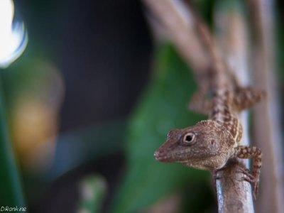 The mango tree lizard 