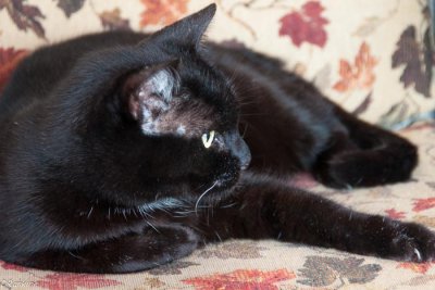 The Backyard Cat